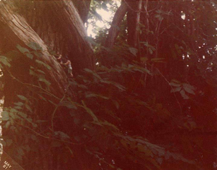 freaktree.jpg