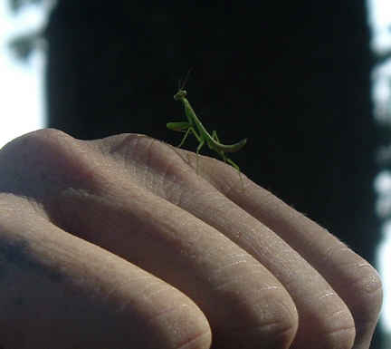mantisweb.jpg